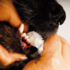 Show Tech Trio-Pet Toothbrush Teeth Cleaning Product